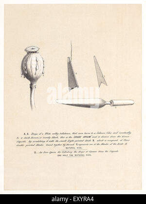 Illustration montrant l'extraction de l'Opium, un processus à forte intensité de main-d'où la cosse de graine (à gauche) est marqué avec un petit couteau à lames 8 (centre) fait de 8 lames individuelles (droit) attachés ensemble. Une fois obtenu une résine blanc commence à suinter des pod qui devient brun lentement dans l'air, c'est en grattant à l'aide de la cuillère en fer (en bas). Voir la description pour plus d'informations. Banque D'Images