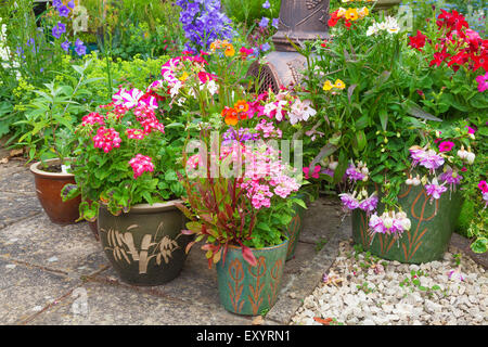 Groupe des conteneurs de plantes avec des fleurs d'été. Banque D'Images