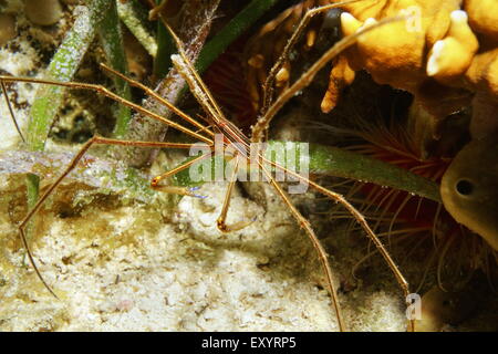 La vie sous-marin, un crabe flèche yellowline, Stenorhynchus seticornis, dans la mer des Caraïbes Banque D'Images