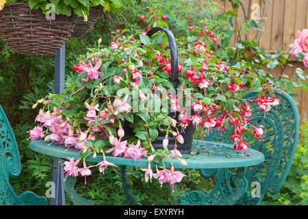 Rose fuchsia plantés dans un récipient posé sur une table de jardin avec suspension arrière-plan Banque D'Images