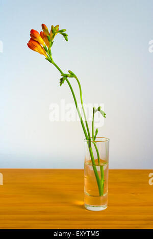 Fleurs de freesia rouge et jaune dans un petit bol Banque D'Images