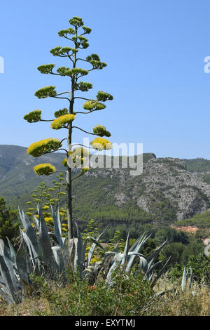 Une Agave en fleur avec des fleurs jaunes contre un ciel bleu Banque D'Images