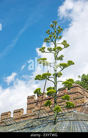 Ramsgate, Kent, UK 17 juillet 2015. Un géant de l'agave américain, originaire du désert du Mexique, est la floraison dans le jardin italianisant de Ramsgate. L'agave, l'un d'une paire dans la serre au King George VI Memorial Park est parfois connu comme un maguey ou siècle telle qu'elle peut se développer pour un maximum de 100 ans avant la floraison une fois puis meurt. Les fleurs sont sur une flambée qui est maintenant proche de 30 pieds de haut. Une partie de la toiture de la serre classé grade 2 a été retirée temporairement pour permettre à l'épi de croître. Banque D'Images