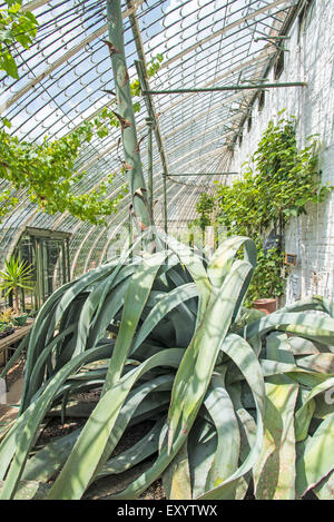 Ramsgate, Kent, UK 17 juillet 2015. Un géant de l'agave américain, originaire du désert du Mexique, est la floraison dans le jardin italianisant de Ramsgate. L'agave, l'un d'une paire dans la serre au King George VI Memorial Park est parfois connu comme un maguey ou siècle telle qu'elle peut se développer pour un maximum de 100 ans avant la floraison une fois puis meurt. Les fleurs sont sur une flambée qui est maintenant proche de 30 pieds de haut. Une partie de la toiture de la serre classé grade 2 a été retirée temporairement pour permettre à l'épi de croître. Banque D'Images