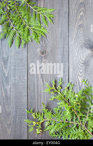 Fond de bois avec thuja branches Banque D'Images