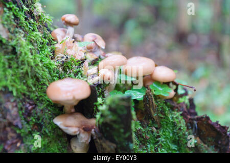 Les champignons poussent dans les stubs et sombre sur un miel mousse agarics Banque D'Images