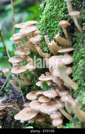 Les champignons poussent dans les stubs et sombre sur un miel mousse agarics Banque D'Images
