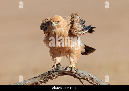 Un aigle (Aquila rapax) perché sur une branche, désert du Kalahari, Afrique du Sud Banque D'Images