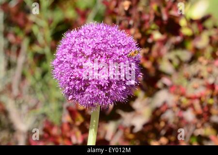 Fleur pourpre Ball d'être visité par une abeille. Banque D'Images