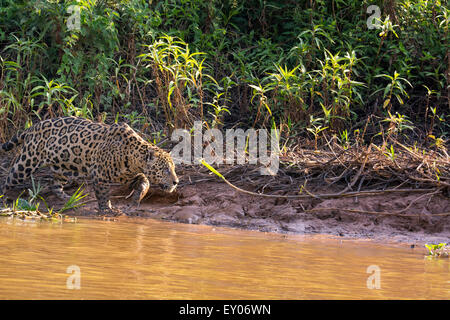 Profil d'une Jaguar, Panthera onca, chasse le long d'une rivière dans le Pantanal, Mato Grosso, Brésil, Amérique du Sud Banque D'Images