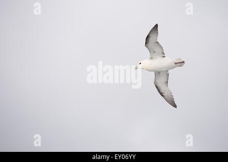 Le fulmar boréal (Fulmarus glacialis), vol, et vu d'en bas Banque D'Images