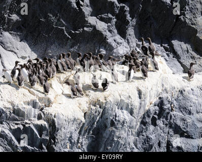 Les guillemots (Uria aalge) nichant sur les falaises du sud-ouest de hirta. Banque D'Images