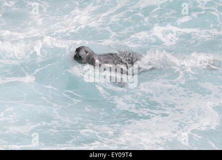 Un curieux de phoques gris (Halichoerus grypus) nage dans les vagues d'enquêter sur les passants. Hirta, St Kilda, Ecosse, Royaume-Uni. Banque D'Images