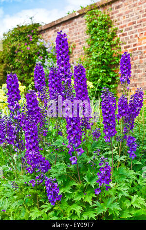 Grands delphiniums bleus dans un jardin. Banque D'Images