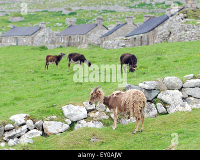 Moutons Soay sont une race d'sheeo (Ovis aries) est descendu dans la population de moutons sur l'île de Soay . Banque D'Images