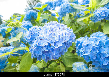 Beau bleu Hydrangea macrophylla poussant dans le jardin. Banque D'Images