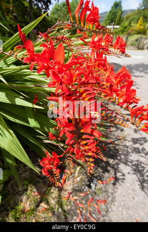 Crocosmia Montbretia Crocosmia, rouge, crocosmiflora, Crocosmia lucifer en pleine floraison rouge Banque D'Images