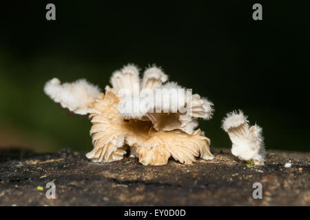 Champignons sur Journal des morts, Macro Photo Banque D'Images