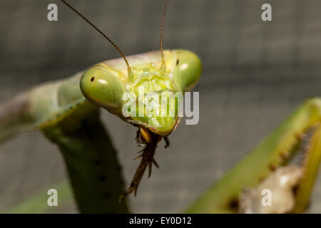 Praying Mantis Macro Cricket Chameau Manger Banque D'Images