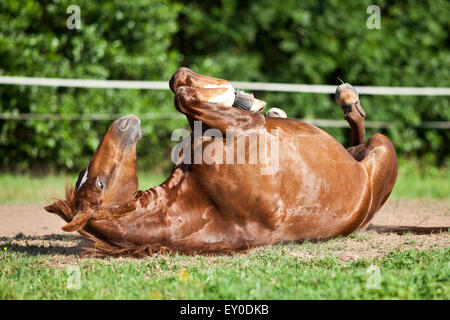 Les placer à l'arrière du cheval et le plaisir de rouler dans le sable Banque D'Images