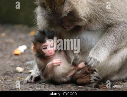 Deux singes, un bébé et un adulte. Mother holding baby monkey qui est à la recherche vers le bas. à l'horizontale. Banque D'Images