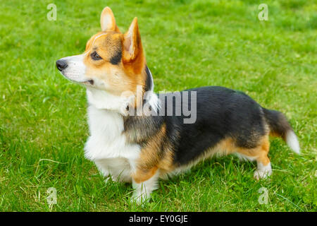 Chien Pembroke Welsh Corgi smiling Banque D'Images