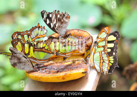 Les papillons sur la banane, l'Équateur Banque D'Images