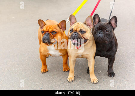 Trois chiens de race Bouledogue Français Banque D'Images