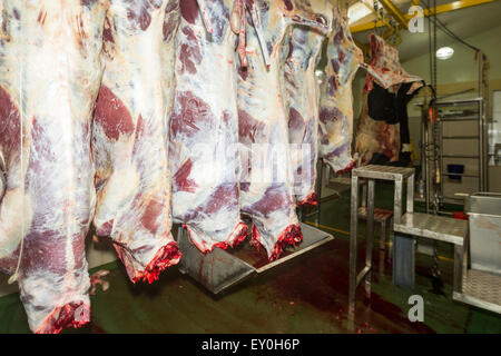 Les carcasses de bovins sur les rails verticaux DANS UN ABATTOIR Banque D'Images