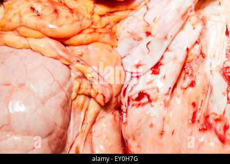 Vue détaillée du sang rempli d'organes vache Thème Abattoir Banque D'Images