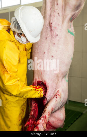 Scène sanglante d'un abattoir de porcs de boucherie coller un corps animal est totalement inconsciente au cours de cette phase Banque D'Images