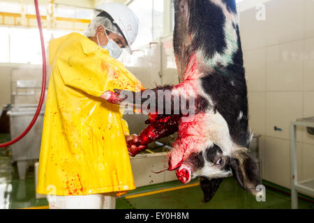 Abattoir Boucher tuer un cochon qui regarde droit dans la caméra se concentrer sur tête d'Animal Banque D'Images