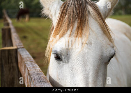 Un magnifique cheval blanc à la recherche dans l'appareil photo Banque D'Images