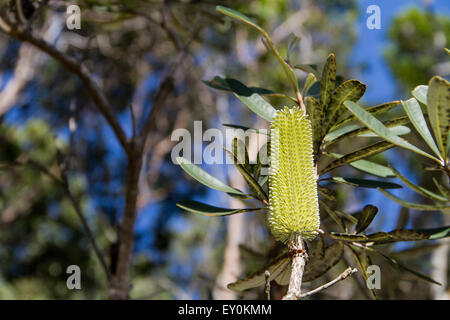 Belle fleur Banksia indigènes sur la côte Banque D'Images