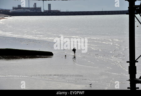 Brighton, UK. 19 juillet, 2015. Un chien walker jouit du beau temps à marée basse tôt ce matin sur la plage de Brighton Crédit : Simon Dack/Alamy Live News Banque D'Images