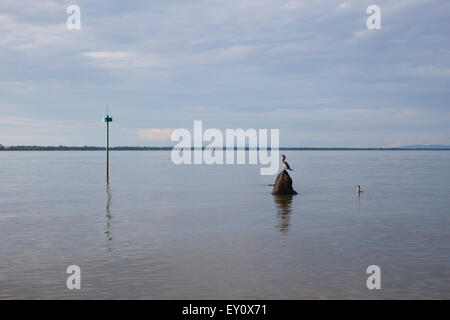 Les cormorans se reposant à îlots de Granada, Nicaragua Banque D'Images