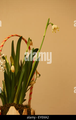 Arrangement floral avec perce-neige, Galanthus nivalis. Banque D'Images