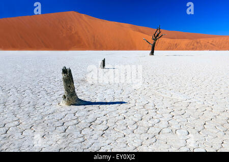 Acacia arbres morts dans la région de Sossusvlei, Namibie Pan. Sossusvlei est un sel et de l'argile pan entouré de hautes dunes rouges. Banque D'Images