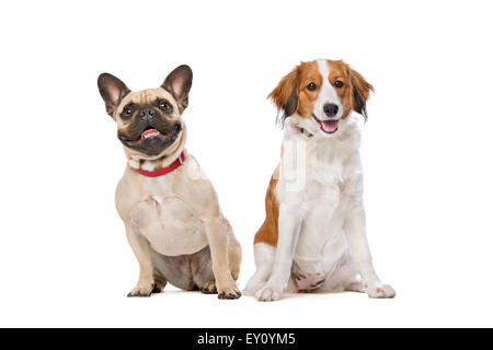 Bouledogue français et un chien Kooiker devant un fond blanc Banque D'Images