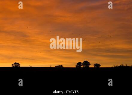 Un ciel rouge contre la silhouette du paysage avec des oiseaux migrateurs, Worcestershire, Angleterre. Banque D'Images