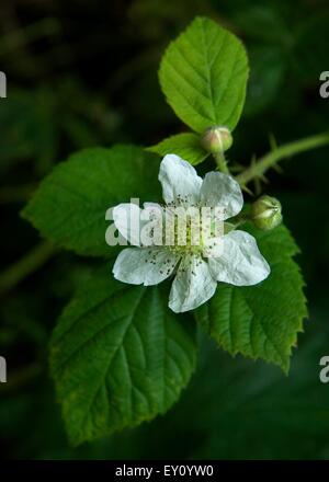 Vue rapprochée de la fleur blackberry, Worcestershire, Angleterre. Banque D'Images