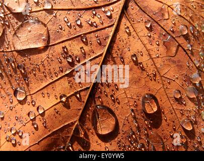 Vue rapprochée de la feuille d'érable avec des gouttes de rosée du matin. Banque D'Images