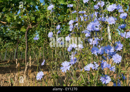 Chicorée commune (Cichorium intybus) croissant en face de vignes le long de Mittelberg's Kellergasse en Basse Autriche Banque D'Images