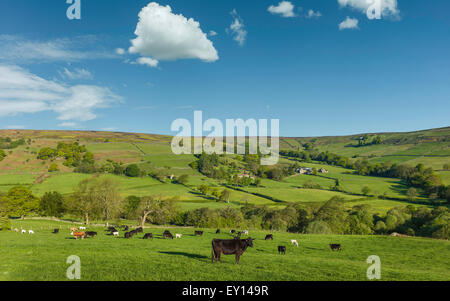 Ows paître dans des domaines comme l'aube sur le dale à of Glaisdale dans le coeur du Parc National des North York Moors. Banque D'Images