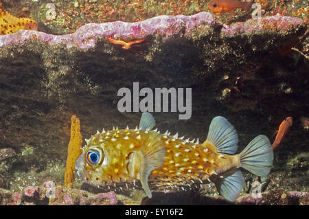 Balloonfish, aussi appelé poisson-globe et épineuse. poisson porc-épic Roca Redonda. Galapagos. L'Équateur. Monde sous-marin de la vie marine. Banque D'Images