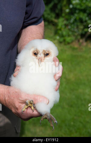 Un homme est titulaire d'une jeune chouette Effraie (Tyto alba) après avoir récupéré à partir d'un case suivante à étudier pour le Suffolk Wildlife Trust Banque D'Images