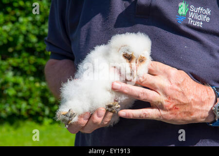 Un homme est titulaire d'une jeune chouette Effraie (Tyto alba) après avoir récupéré à partir d'un case suivante à étudier pour le Suffolk Wildlife Trust Banque D'Images