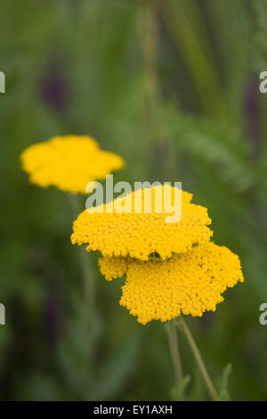 Achillea filipendulina 'Coronation Gold' fleurs. Banque D'Images