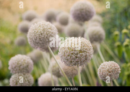 L'allium seedheads dans une bordure de jardin. Banque D'Images