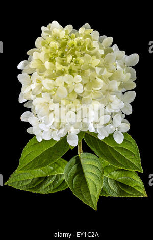 Fleurs d'hortensia, isolé sur fond noir Banque D'Images